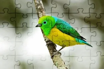 Imagem jigsaw puzzle