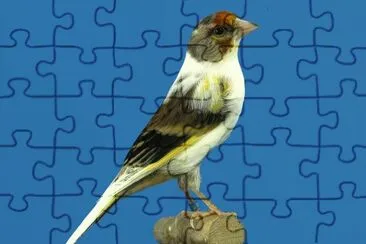 Imagem jigsaw puzzle