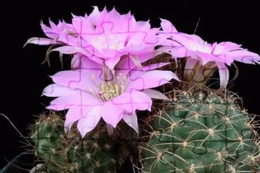 Cactus