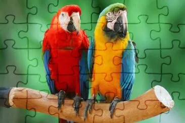 Guacamayas