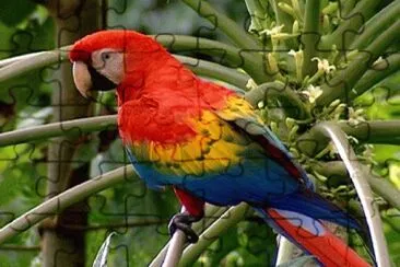 Guacamaya jigsaw puzzle