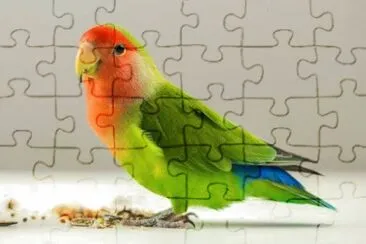 Perico jigsaw puzzle