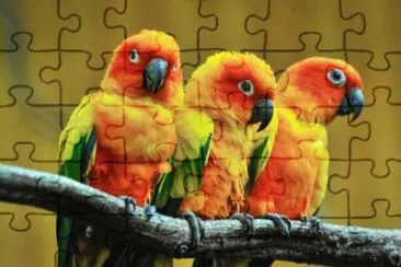 Pericos
