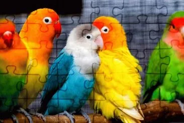 Pericos jigsaw puzzle