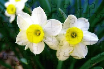 Narcisse