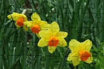 Narcisse