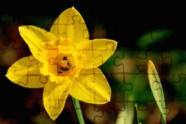 Narcisse jigsaw puzzle