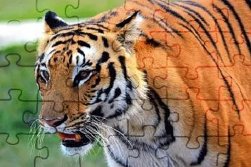 Imagem jigsaw puzzle
