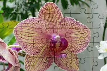 OrchidÃ©e