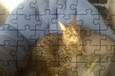 El gato mÃ¡s capcioso