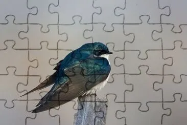 פאזל של Imagem