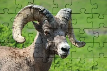 Imagem jigsaw puzzle