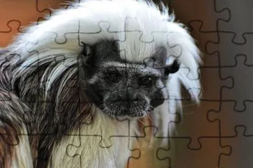 Imagem jigsaw puzzle