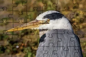 Imagem jigsaw puzzle