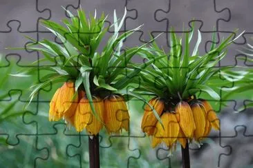 Fritillaire