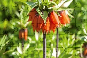 Fritillaire