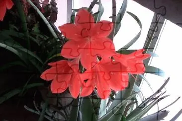flores