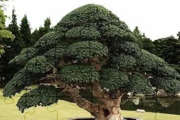 bonsai