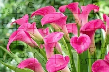 alcatraces rosas jigsaw puzzle