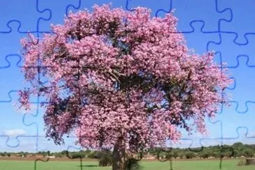Ã¡rbol pÃºrpura