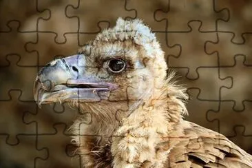 Imagem jigsaw puzzle