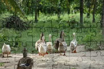 Imagem jigsaw puzzle