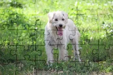 Imagem jigsaw puzzle