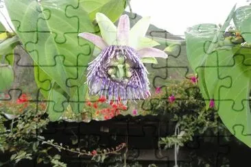 פאזל של flor de la granadilla