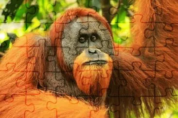 Imagem jigsaw puzzle
