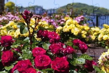 OK jigsaw puzzle