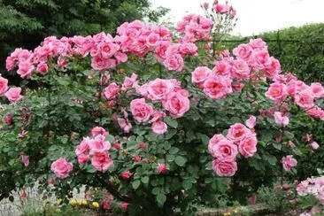 rosal jigsaw puzzle