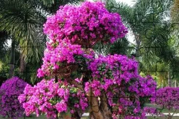 +arbol morado
