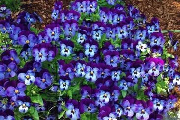 flores azules