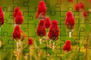 OK jigsaw puzzle
