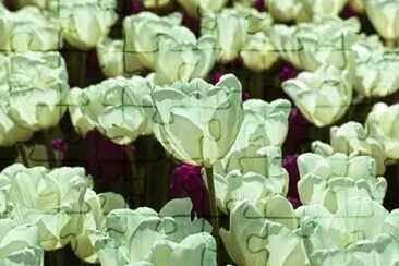 OK jigsaw puzzle
