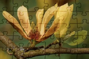 OK jigsaw puzzle
