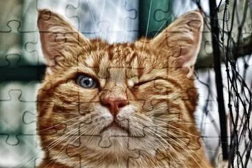  ) jigsaw puzzle