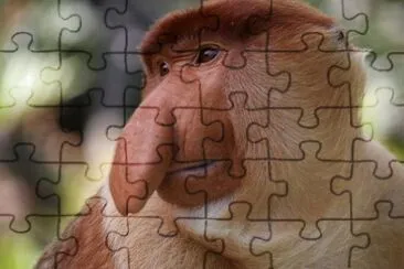 Imagem jigsaw puzzle