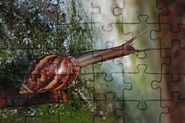Imagem jigsaw puzzle