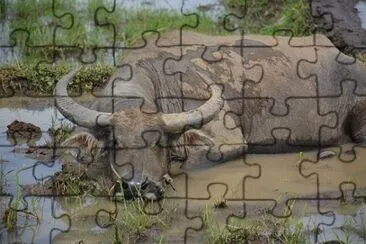 Imagem jigsaw puzzle