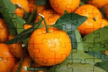 Foto jigsaw puzzle