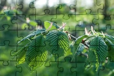 Foto jigsaw puzzle