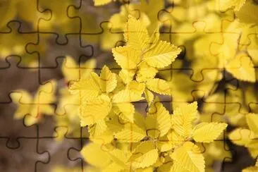 Foto jigsaw puzzle