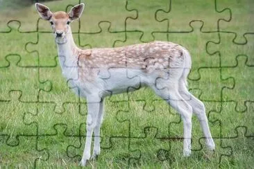 Foto jigsaw puzzle