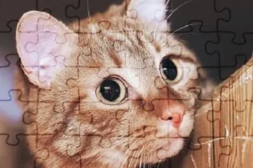 Imagem jigsaw puzzle