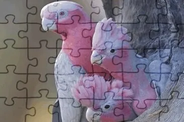 Birds jigsaw puzzle