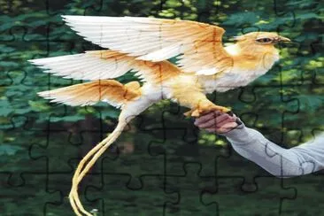 Birds