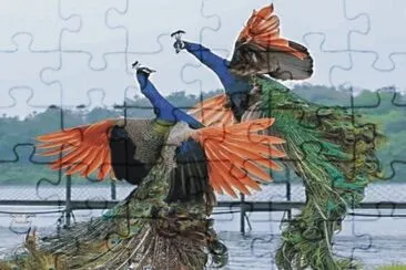 Birds