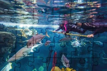 Sea Diving jigsaw puzzle