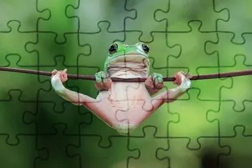Frog